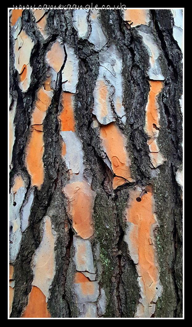 Tree Bark
Very colourful
