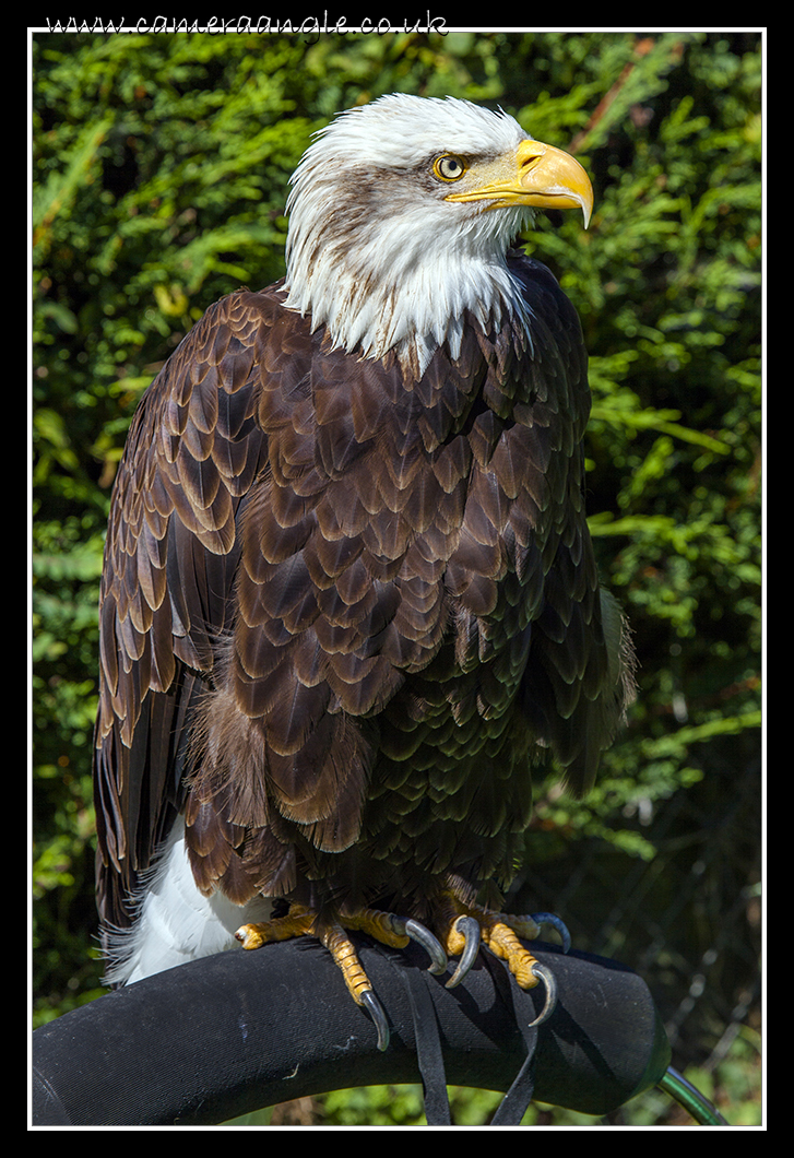 Alaskan Bald Eagle
Liberty Reptile and Falconry
