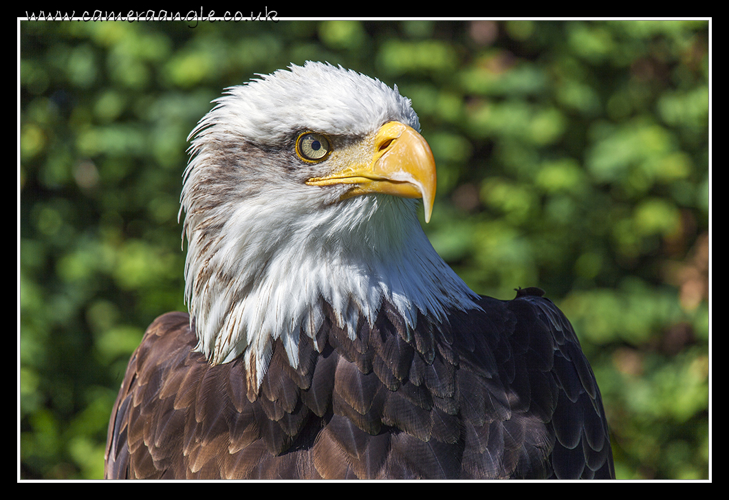 Alaskan Bald Eagle
Liberty Reptile and Falconry
