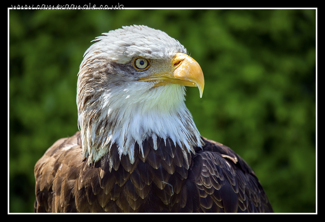 American Bald Eagle
Liberty's Owl, Raptor and Reptile Centre
Keywords: Liberty&#039;s Owl, Raptor Reptile Centre American Bald Eagle