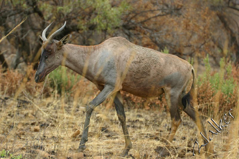 Antelope
Antelope in Pilanesberg, South Africa
Keywords: Antelope Pilanesberg, South Africa