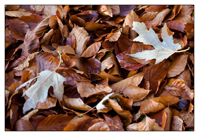 Autumn Leaves
Nothing says Autumn better than golden leaves
Keywords: Autumn Leaves