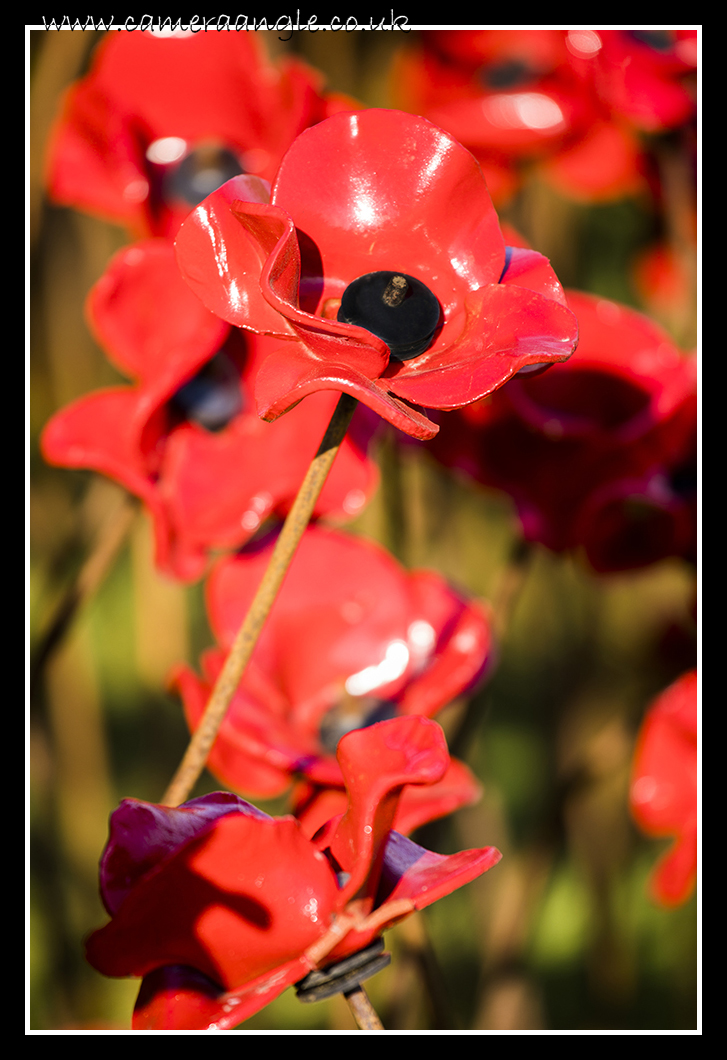 Poppies
Poppies at Fort Nelson
Keywords: Poppies Fort Nelson