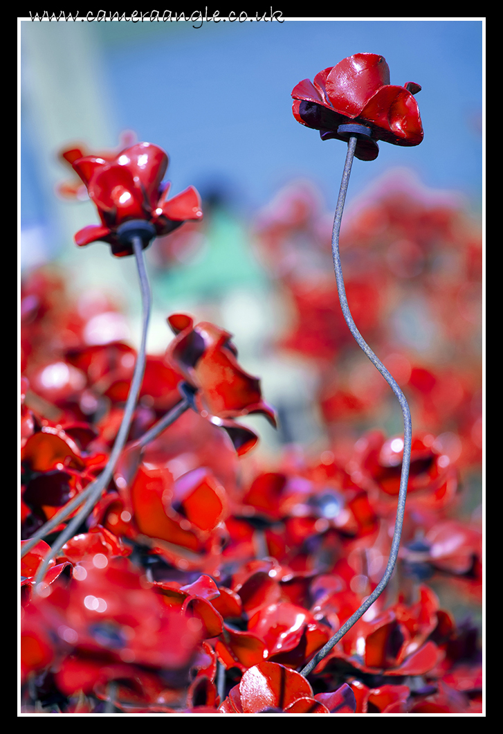 Poppies
Poppies at Fort Nelson
Keywords: Poppies Fort Nelson