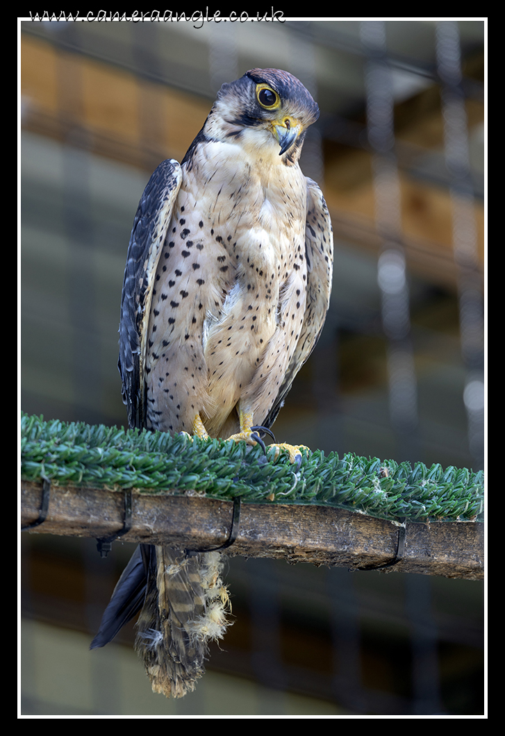 Alaskan Blue
Liberty's Owl, Raptor and Reptile Centre
Keywords: Liberty&#039;s Owl, Raptor Reptile Centre