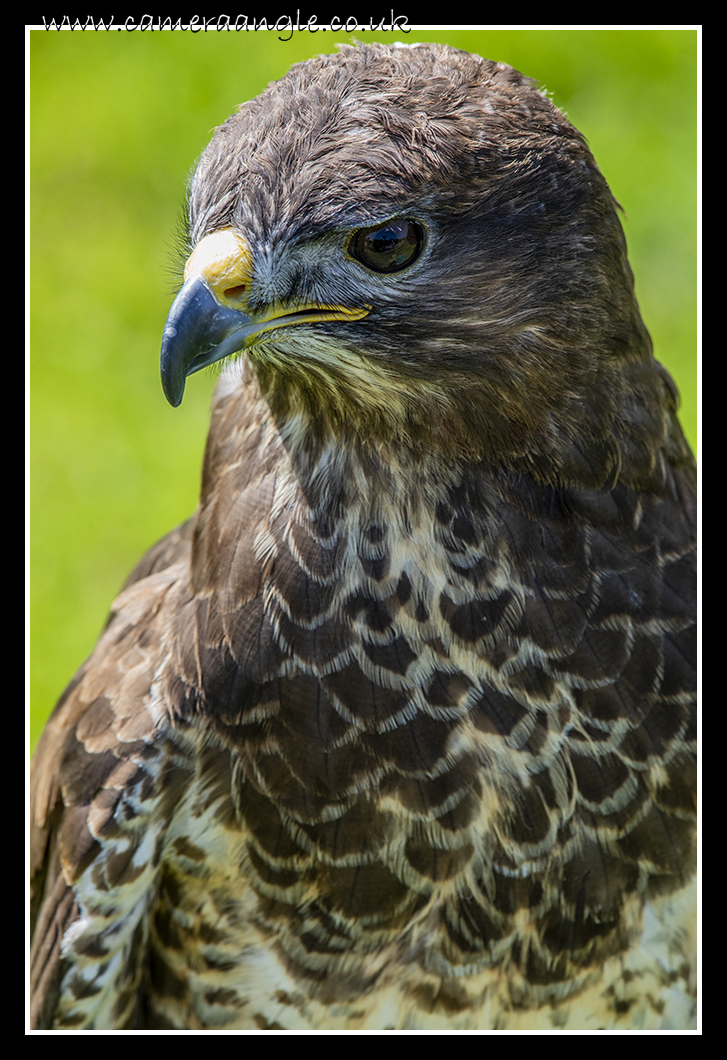 Hawk
Liberty's Owl, Raptor and Reptile Centre
Keywords: Liberty&#039;s Owl, Raptor Reptile Centre