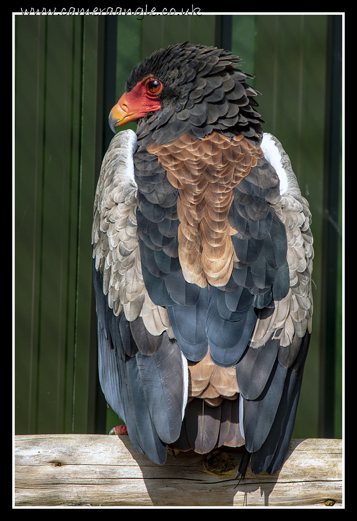 Mr Sad
Liberty's Owl, Raptor and Reptile Centre
Keywords: Liberty&#039;s Owl, Raptor Reptile Centre