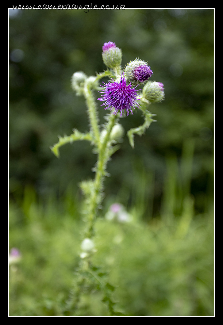 Thistle
Keywords: Thistle Oxford