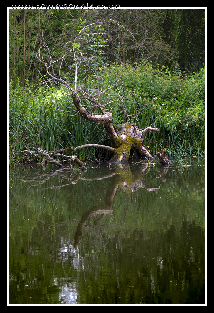 Roots
Keywords: tree root Oxford