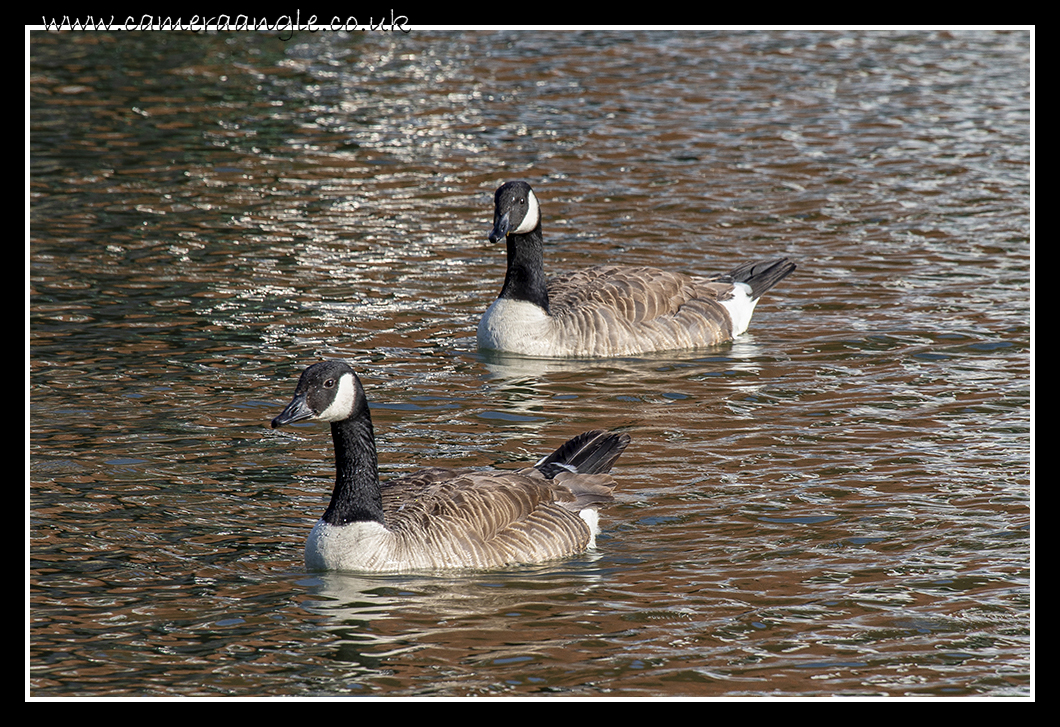 Canada Goose
A bit far from home then!
Keywords: Canada Goose Oxford