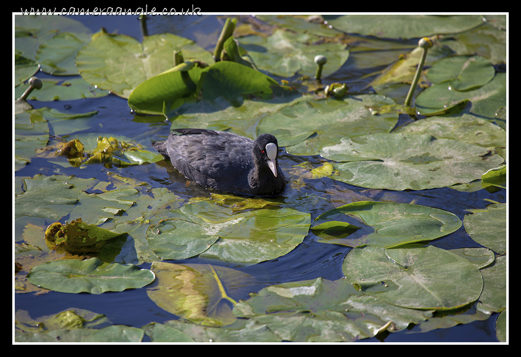 Lilly Pond
Keywords: Lilly Pond Oxford Duck