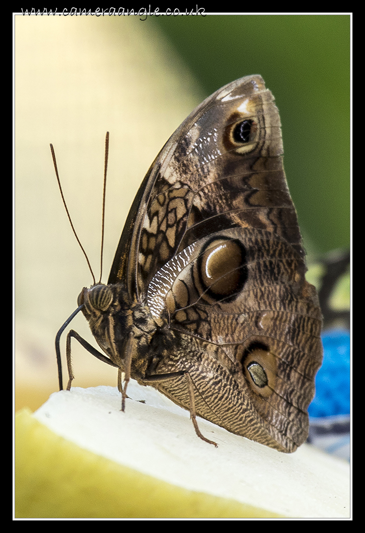 Butterfly
Cumberland House Natural History Museum
