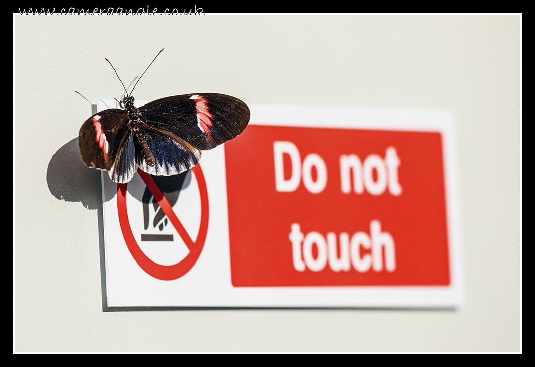 Butterfly
Cumberland House Natural History Museum
Keywords: Butterfly