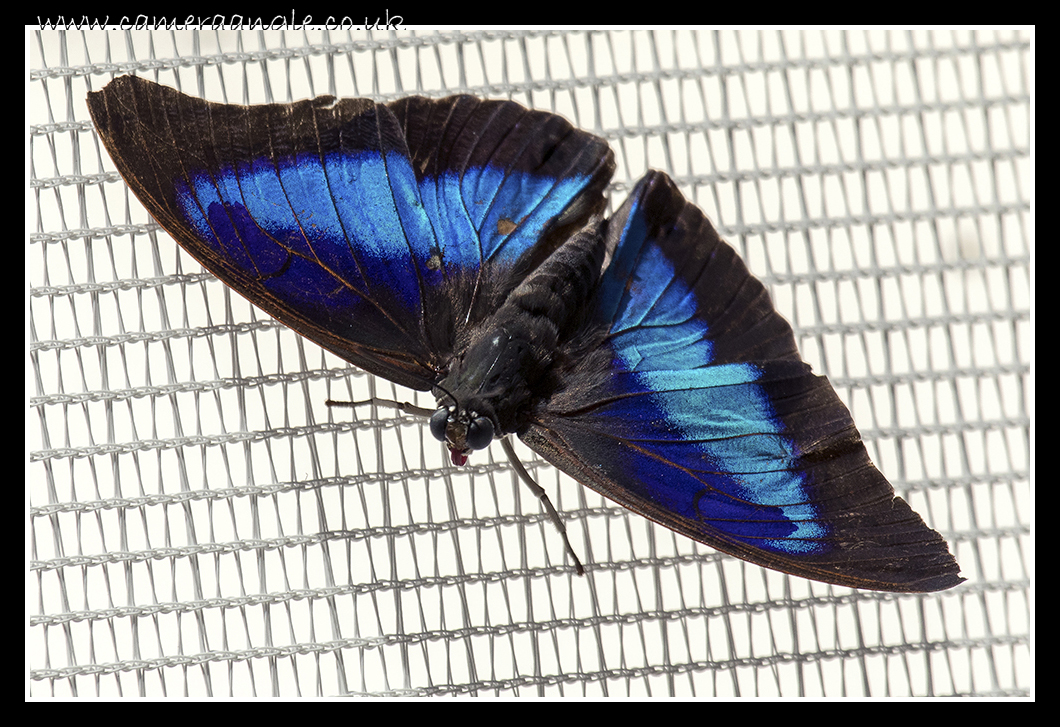 Butterfly
Cumberland House Natural History Museum
