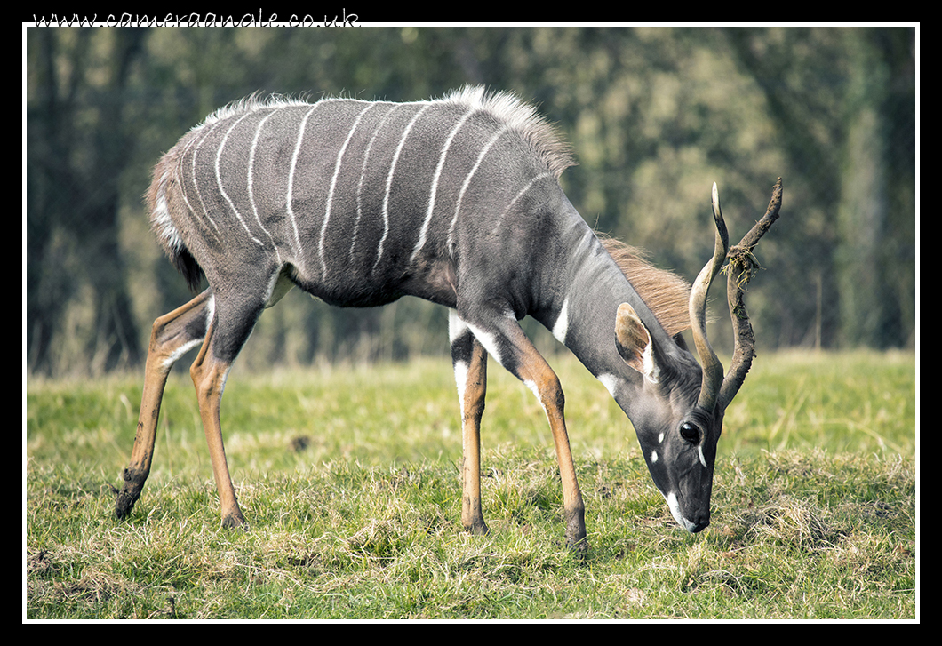 Lesser Kudu
Keywords: Lesser Kudu at Marwell Zoo