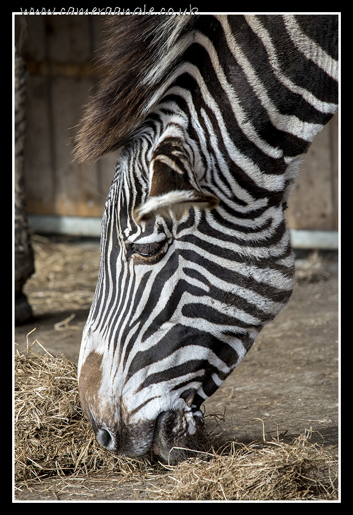 Zebra
Keywords: Zebra at Marwell Zoo