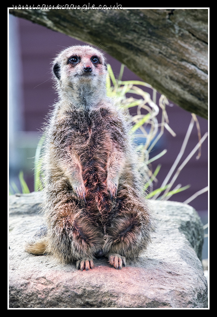 Meercat
Hes a bit red as he is sitting under a sun lamp.
Keywords: Meercat at Marwell Zoo