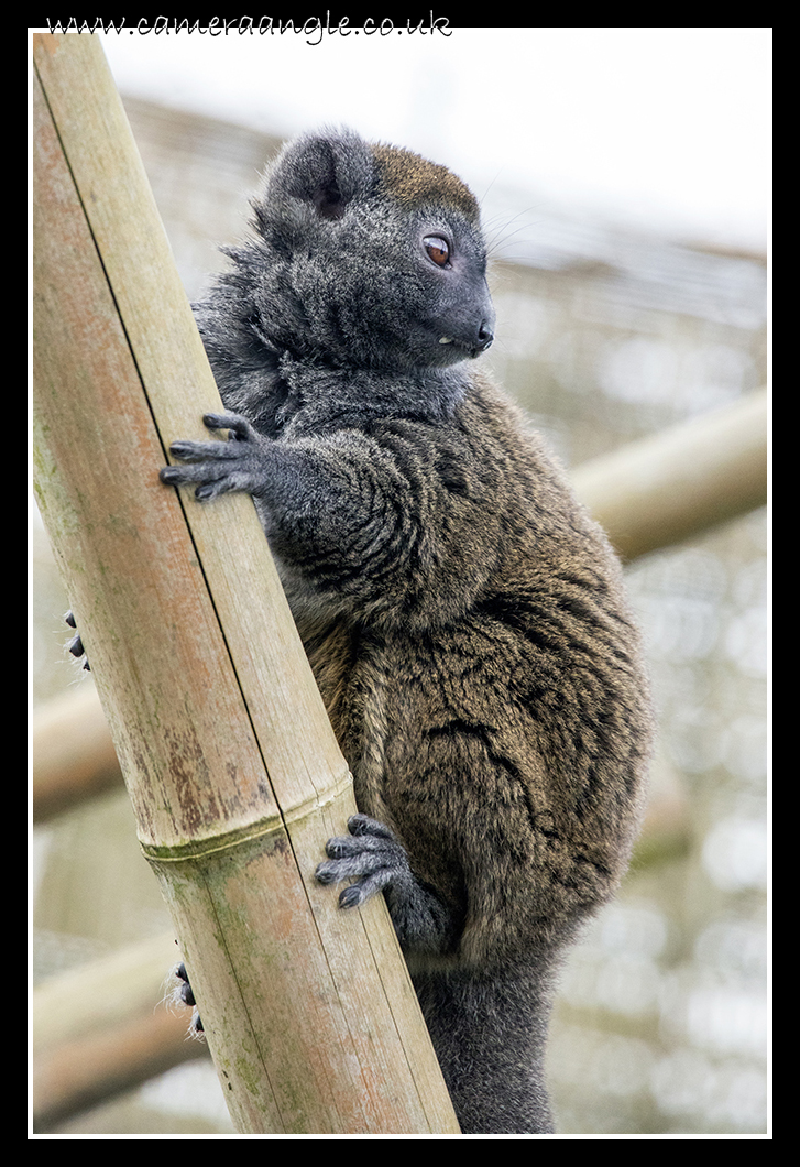 Monkey
Yeah, I don't know what monkey.
Keywords: Monkey at Marwell Zoo