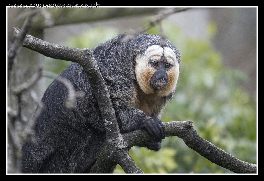 Monkey
Keywords: Monkey at Marwell Zoo