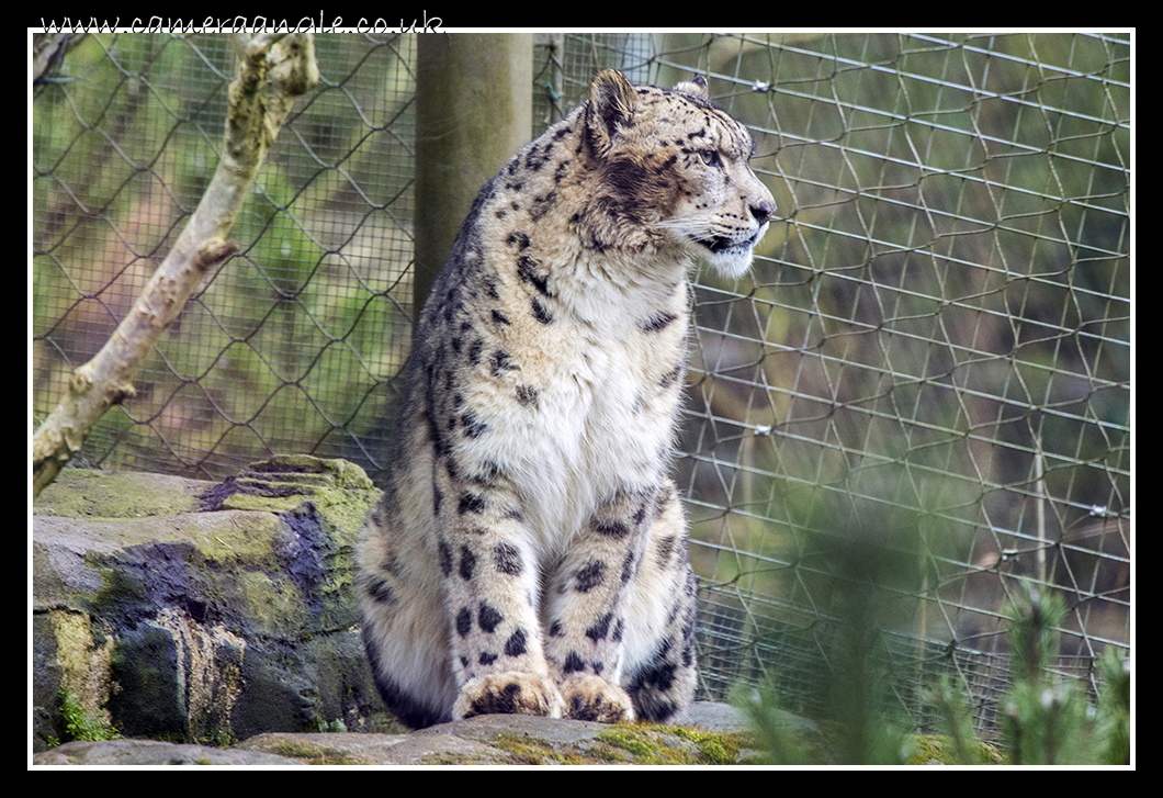 Leopard
Keywords: Leopard at Marwell Zoo