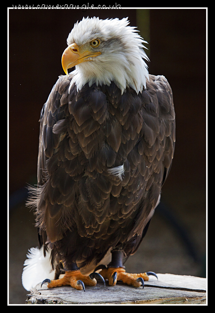 Bald Eagle
Not very bald, but there you go...
Keywords: Bald Eagle