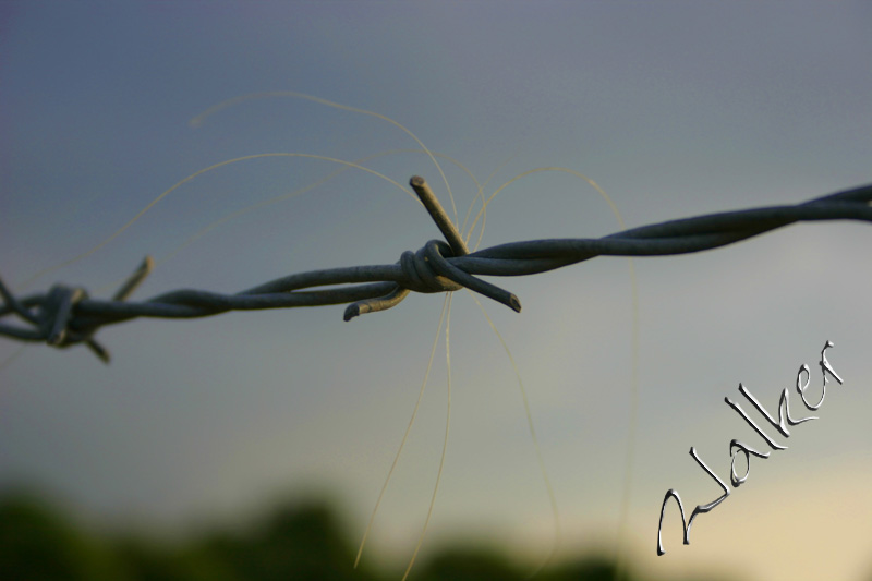 Barbed Wire
Part of a Barbed Wire fence
Keywords: Barbed Wire Fence