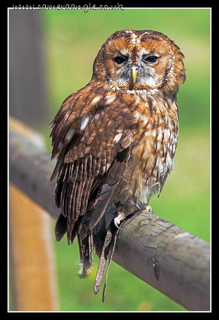 Barn Owl
Liberty Reptile and Falconry

