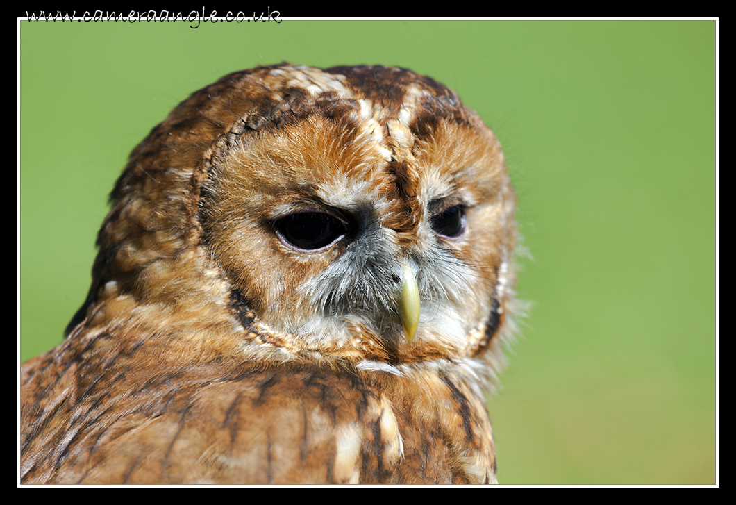 Barn Owl
Liberty Reptile and Falconry
