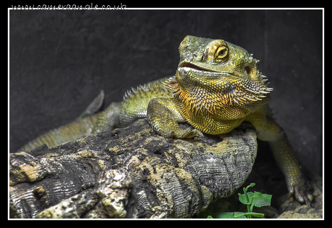 Bearded Dragon
Liberty's Owl, Raptor and Reptile Centre
Keywords: Liberty&#039;s Owl, Raptor Reptile Centre Bearded Dragon