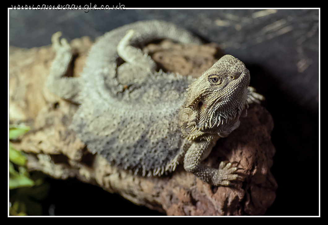 Bearded Dragon
Liberty Reptile and Falconry
