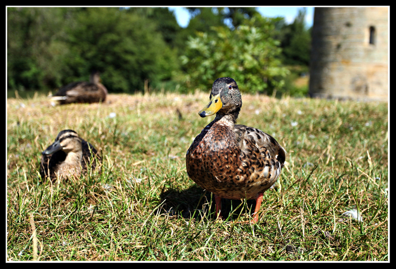 Quack
Ducks at Bodium Castle
Keywords: Ducks Bodium Castle