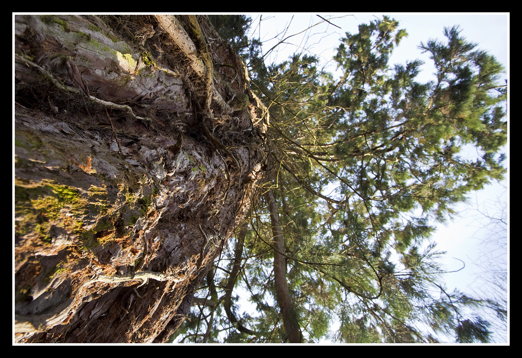 Big Tree
Big Tree Staunton Country Park
Keywords: Big Tree Staunton Country Park