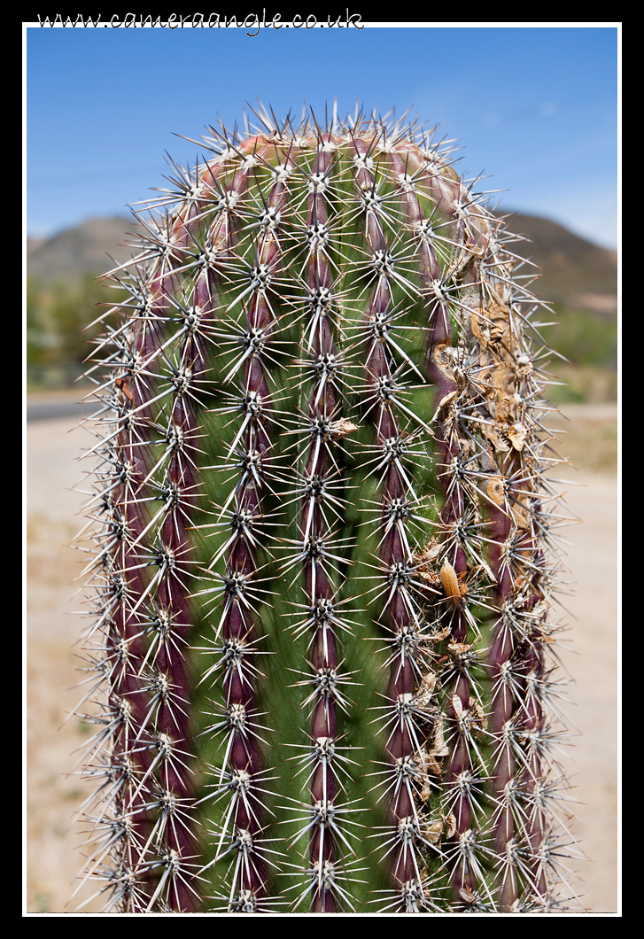 Cactus
Death Valley Cactus
Keywords: Death Valley Cactus