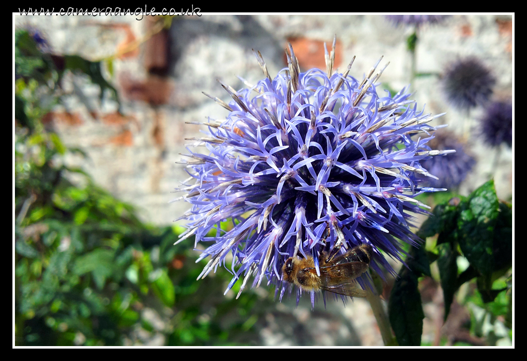 Blue Flower
Stanstead House
