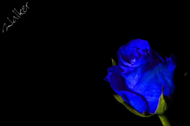 Blue Rose
A (now) Blue Rose in Photoshop
Keywords: Blue Rose