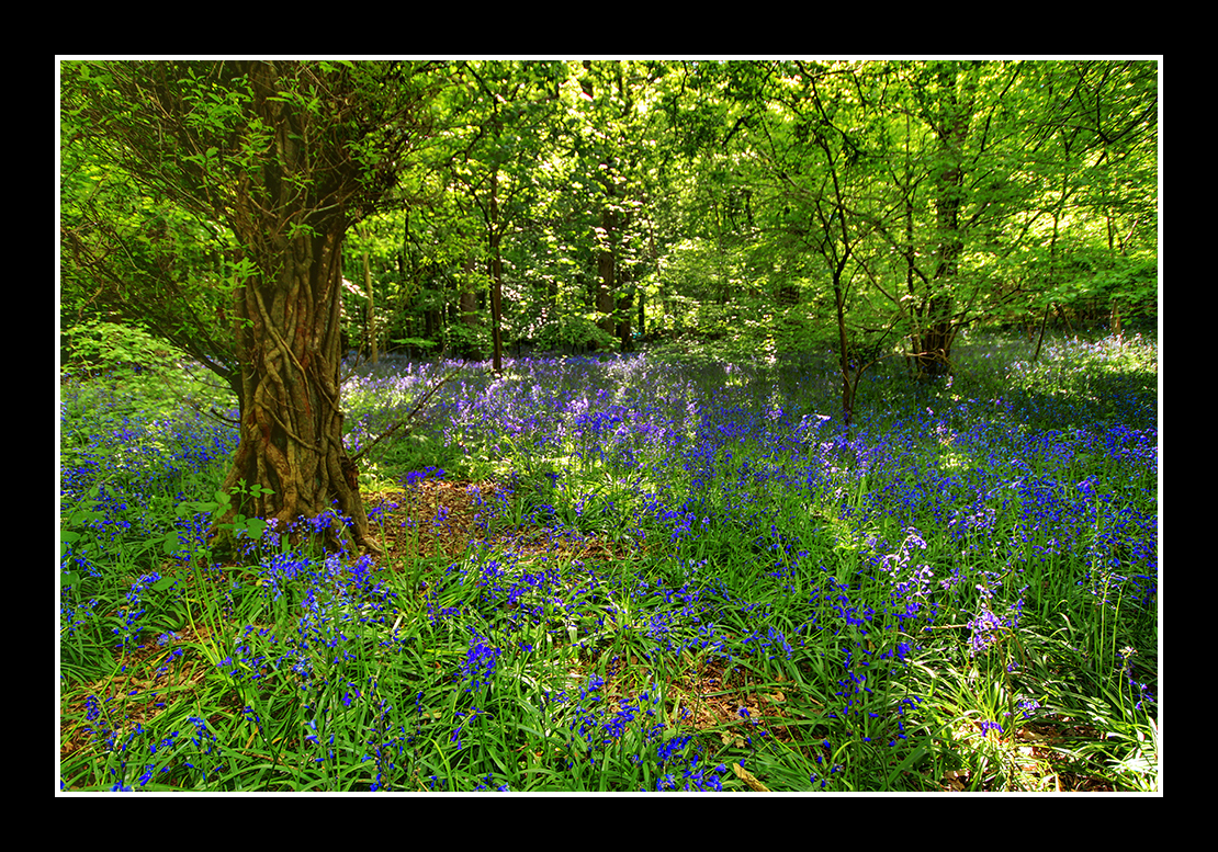 Bluebells
Keywords: Bluebells