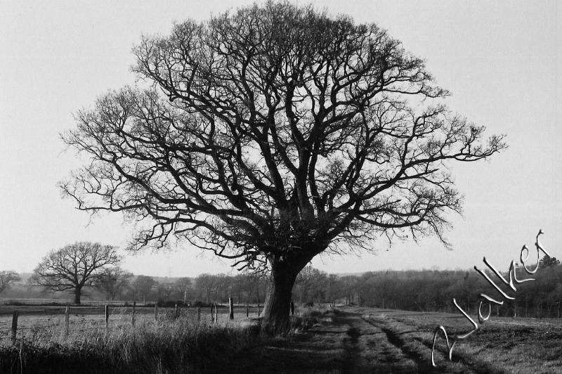 Tree in boarhunt
Tree in boarhunt
Keywords: boarhunt tree 35mm