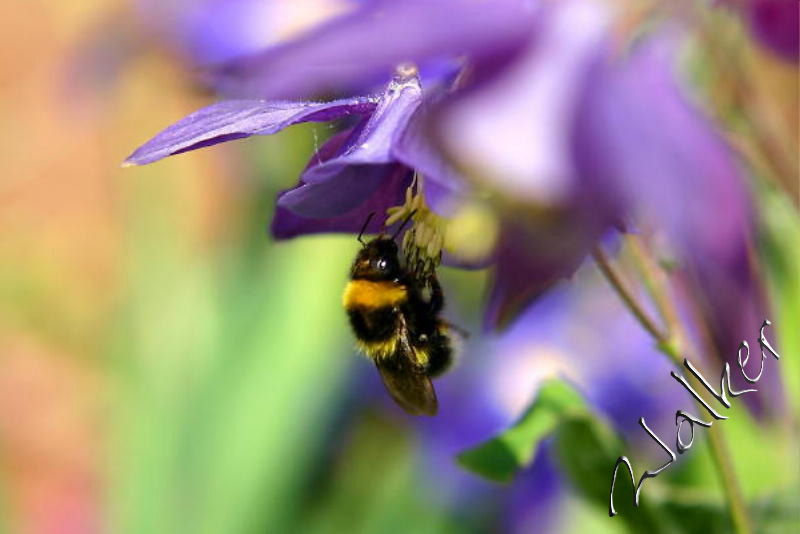 BusyBeeInFlower
A bee collects pollen
