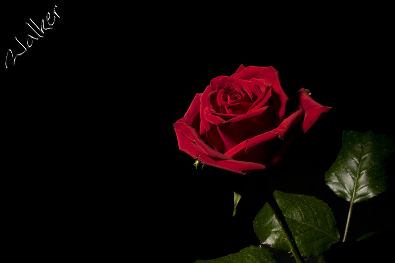 Red Rose
Red Rose
Keywords: Red Rose