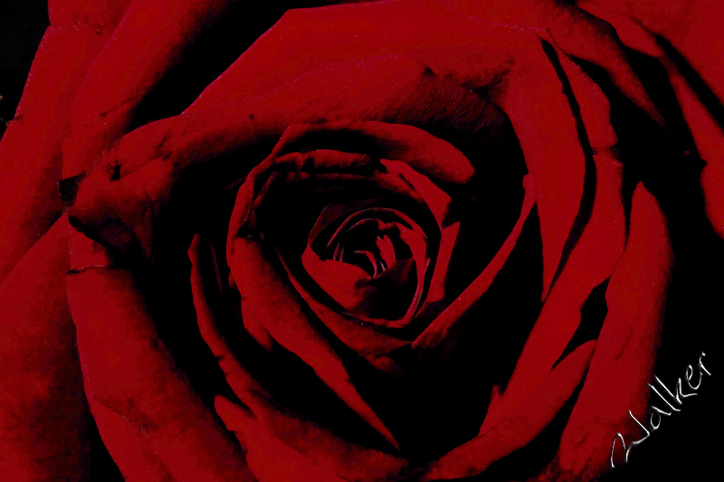 Rose
A Close up of a Red Rose
Keywords: Red Rose