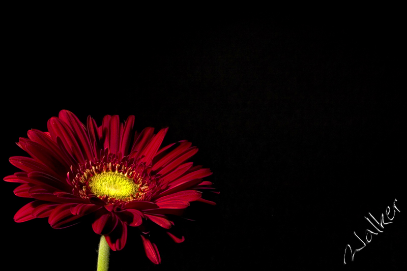 Red Flower
Red Flower
Keywords: Red Flower