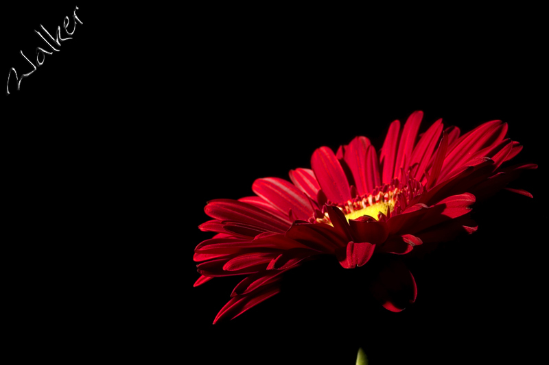 Red Flower
Red Flower
Keywords: Red Flower