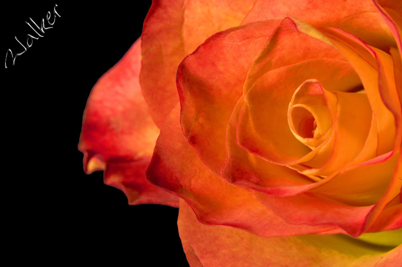 Rose
A Rose
Keywords: Rose