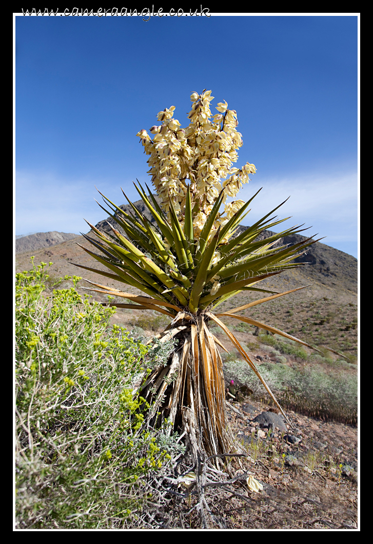 Cactus?
Death Valley Cactus
Keywords: Death Valley Cactus