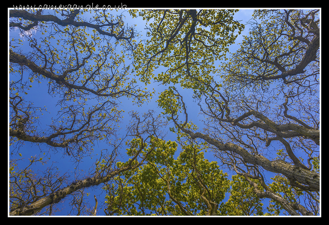 Canopy
Keywords: Canopy Tree