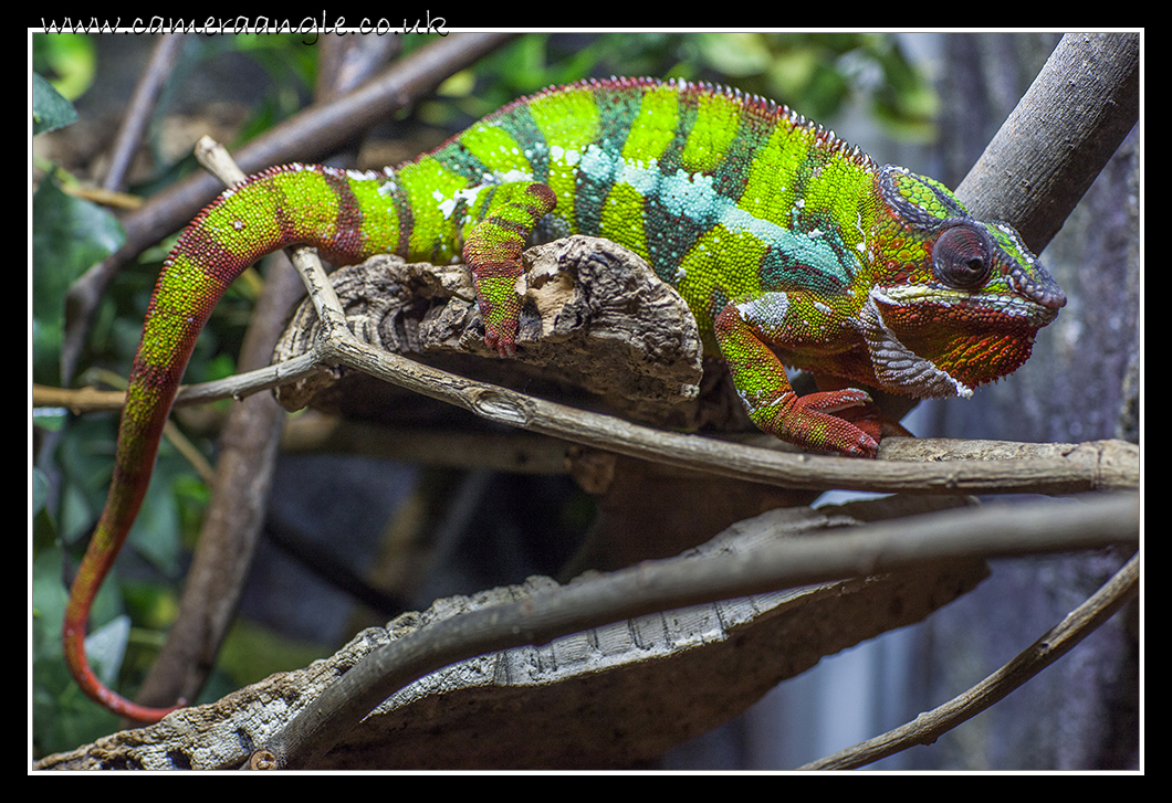 Chameleon
Liberty Reptile and Falconry
