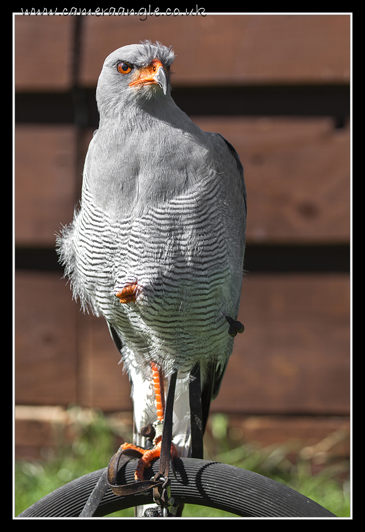 Chanting Goshawk
Liberty Reptile and Falconry
