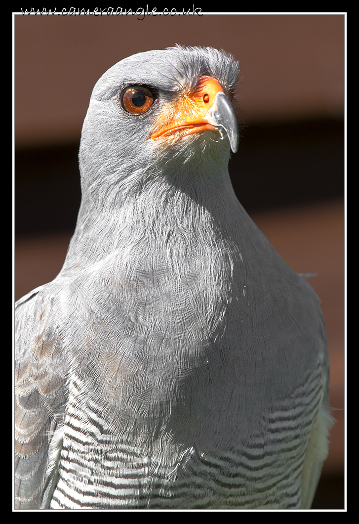 Chanting Goshawk
Liberty Reptile and Falconry
