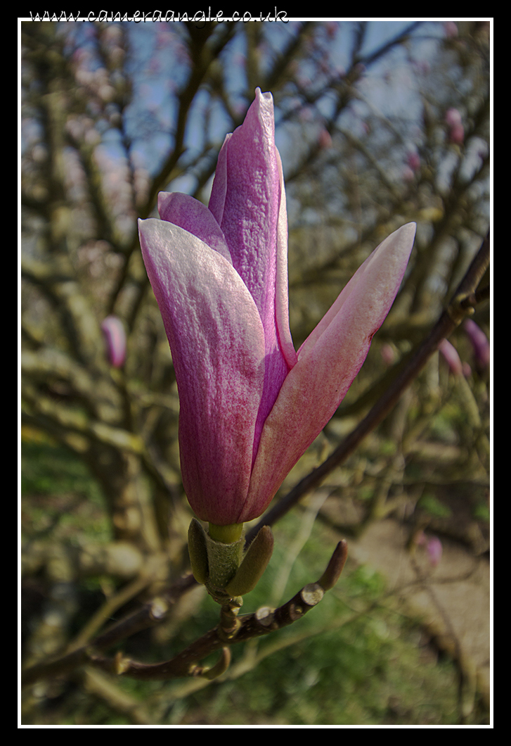 Magnolia Tree
Magnolia Tree
Keywords: Flower Magnolia Tree