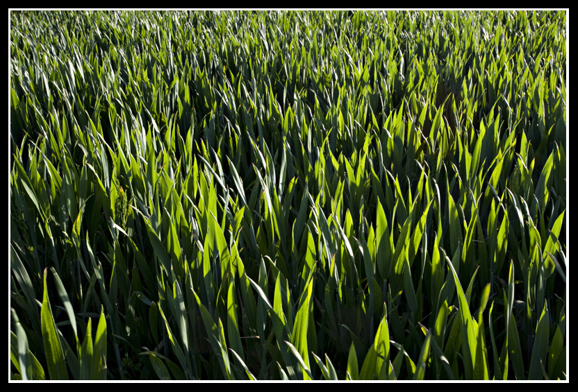 Crops
Crops in a field
Keywords: crops field